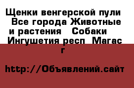 Щенки венгерской пули - Все города Животные и растения » Собаки   . Ингушетия респ.,Магас г.